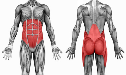imagen del cuerpo humano con la zona del core resaltada en rojo